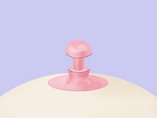 가운데 원통부를 잘라내 버섯 모양이 된 유두 단면 일러스트