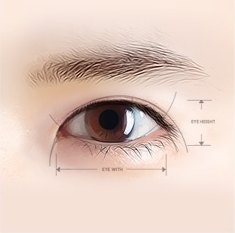 한쪽 눈 클로즈업 일러스트에 눈 높이와 눈 가로폭을 재는 치수 화살표가 겹쳐진 도해