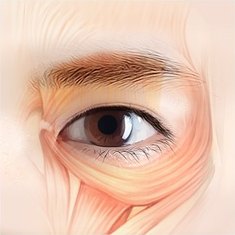 한쪽 눈 클로즈업의 눈 주위 피부를 걷어내 안륜근 근섬유와 지방층을 드러낸 해부 일러스트
