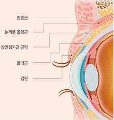 눈과 윗눈꺼풀의 시상 단면 해부도 — 안륜근, 눈꺼풀 올림근, 상안검거근 근막, 뮬러근, 검판 라벨이 지시선으로 표시되어 있다