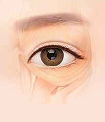 눈 주위 근육과 지방층의 결을 드러낸 해부 일러스트