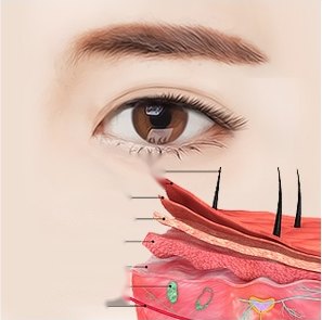 같은 눈 일러스트 아래쪽에 표피~진피 피부 단면 3D 절개 다이어그램이 붙어 층별 영문 라벨과 지시선이 달린 그림